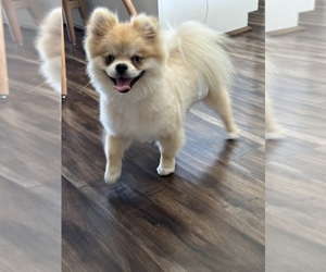 Father of the Pomeranian puppies born on 05/04/2025
