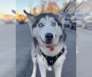 Tiny Tim - Male Siberian Husky Dog for Adoption - Photo #2