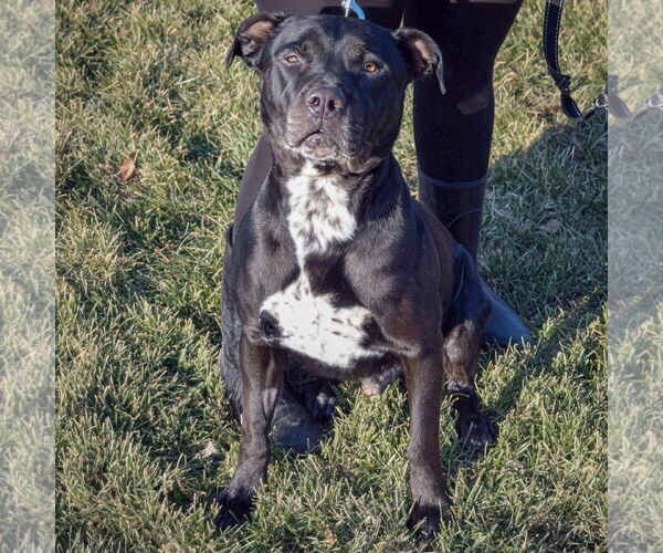 Medium Photo #3 American Bulldog-American Staffordshire Terrier Mix Puppy For Sale in Huntley, IL, USA