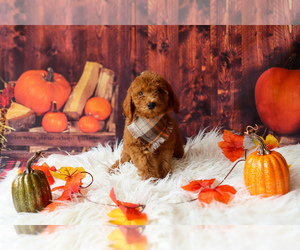 Cavapoo Litter for sale in APOPKA, FL, USA