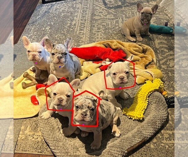 Medium Photo #1 French Bulldog Puppy For Sale in HESPERIA, CA, USA