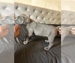 Puppy Puppy 4 Cane Corso