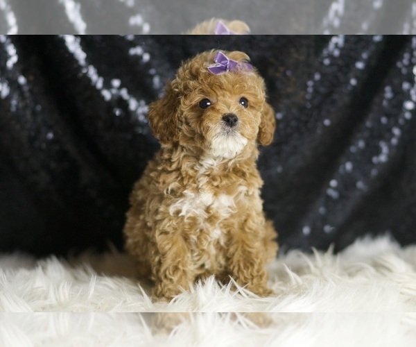 Medium Photo #4 Poodle (Toy) Puppy For Sale in WARSAW, IN, USA