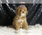 Small #3 Poodle (Toy)