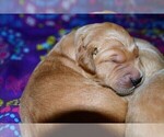 Small Photo #14 Golden Retriever Puppy For Sale in POULSBO, WA, USA
