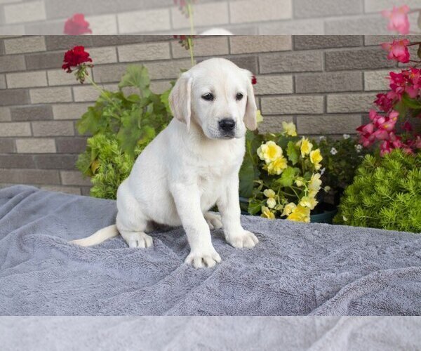 Medium Photo #2 Labrador Retriever Puppy For Sale in MILLERSBURG, OH, USA