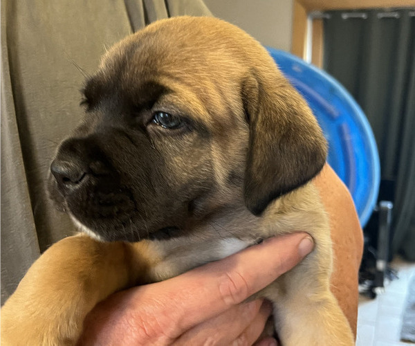 Medium Photo #4 Boerboel-Cane Corso Mix Puppy For Sale in MARION, OH, USA