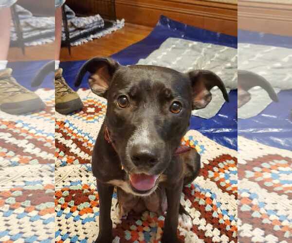 Medium Photo #4 Mutt Puppy For Sale in Waterloo, IA, USA