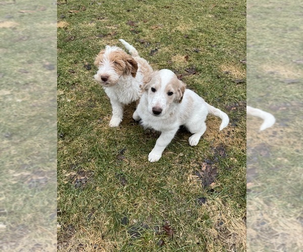 Medium Photo #33 Aussie-Poo-Goldendoodle Mix Puppy For Sale in COMMERCE, MI, USA