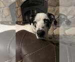 Small #5 Mutt