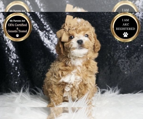 Medium Photo #8 Poodle (Toy) Puppy For Sale in WARSAW, IN, USA