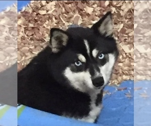 Alaskan Klee Kai Dogs for adoption in WILLIAMSBURG, OH, USA