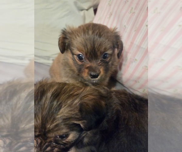 Medium Photo #31 Maltipom Puppy For Sale in HUDSON, MA, USA