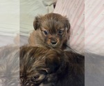 Small #30 Maltipom