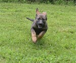 Puppy Puppy 3 German Shepherd Dog