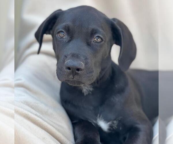 Medium Photo #2 Mutt Puppy For Sale in San Diego, CA, USA