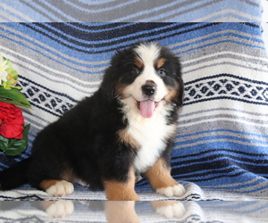 Bernese Mountain Dog Puppy for sale in SHILOH, OH, USA