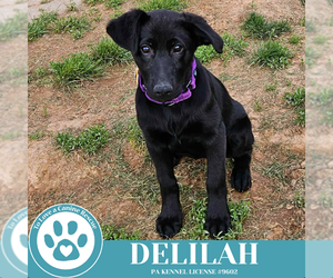 Golden Shepherd Dogs for adoption in Kimberton, PA, USA