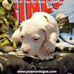 Small Photo #236 Dogo Argentino Puppy For Sale in JANE, MO, USA