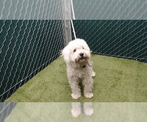Poodle (Miniature) Dogs for adoption in Downey, CA, USA