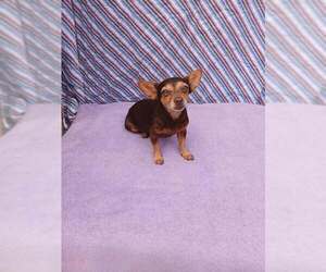 Rat-Cha Dogs for adoption in Princeton, MN, USA