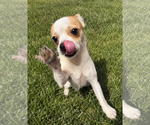 Small #2 Chihuahua Mix