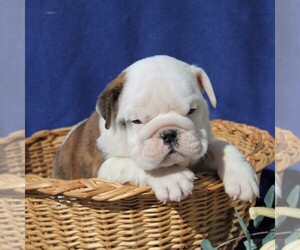 English Bulldog Puppy for sale in NEW HOLLAND, PA, USA