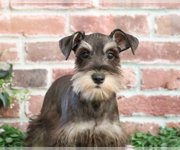 Medium Photo #2 Schnauzer (Miniature) Puppy For Sale in SYRACUSE, IN, USA