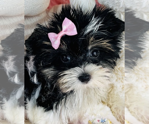 Medium Photo #18 Yorkshire Terrier Puppy For Sale in MELROSE VISTA, FL, USA