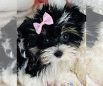 Small #17 Yorkshire Terrier