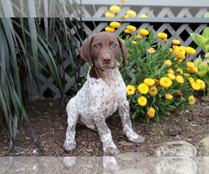 German Shorthaired Pointer Puppy for sale in SHILOH, OH, USA