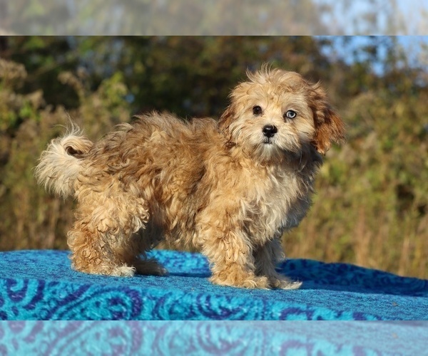 Medium Photo #31 ShihPoo Puppy For Sale in DYERSBURG, TN, USA