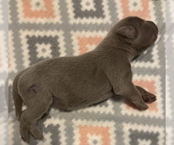 Medium Photo #1 Labrador Retriever Puppy For Sale in OSYKA, MS, USA