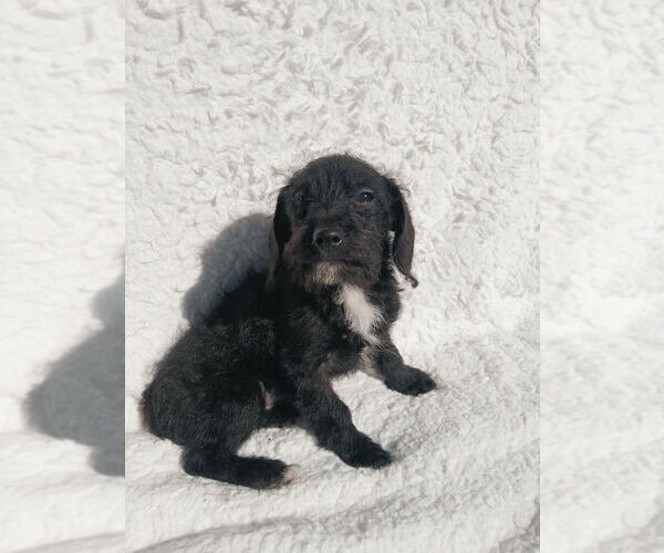 Medium Photo #4 Mutt Puppy For Sale in Oak Bluffs, MA, USA