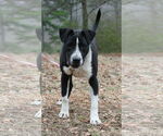 Small #6 Great Dane-Pointer Mix