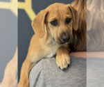 Small #3 Labrador Retriever Mix
