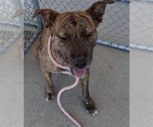 American Pit Bull Terrier Dogs for adoption in Bakersfield, CA, USA