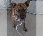 Small American Pit Bull Terrier