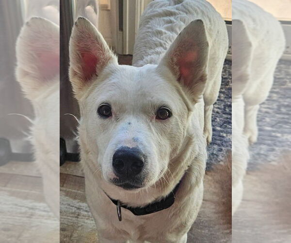 Medium Photo #10 Mutt Puppy For Sale in Lakewood, CO, USA