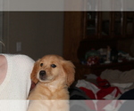Small Photo #17 Golden Retriever Puppy For Sale in SPENCER, TN, USA