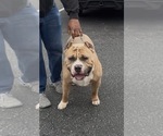 Small Photo #1 American Bully Puppy For Sale in FAIRFIELD, CA, USA