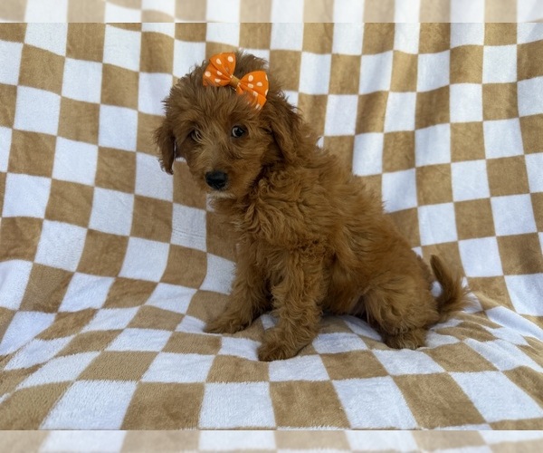 Medium Photo #3 Aussiedoodle Miniature  Puppy For Sale in LAKELAND, FL, USA