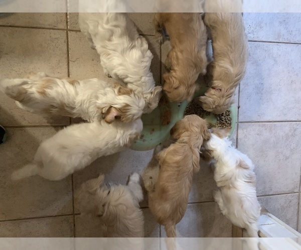 Medium Photo #11 Cavachon Puppy For Sale in ENGLISHTOWN, NJ, USA