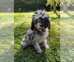 Small #29 Cavapoo (Miniature)