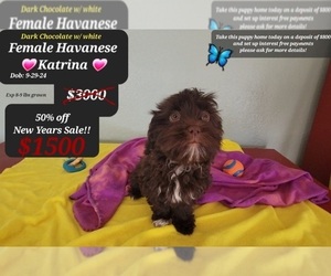 Havanese Puppy for sale in TUCSON, AZ, USA