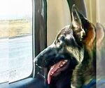 Small #4 German Shepherd Dog
