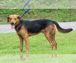 Small #1 Mutt