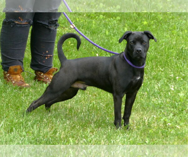 Medium Photo #2 American Staffordshire Terrier-Unknown Mix Puppy For Sale in Pittsburgh, PA, USA