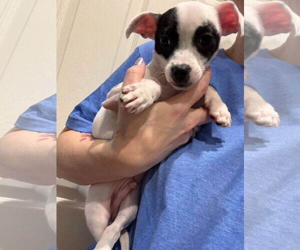 Medium Photo #6 Chihuahua-Unknown Mix Puppy For Sale in Valrico, FL, USA