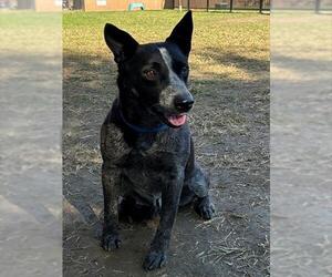 Texas Heeler Dogs for adoption in Riverside, CA, USA